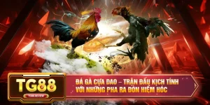 Đá Gà Cựa Dao – Trận Đấu Kịch Tính Với Những Pha Ra Đòn Hiểm Hóc